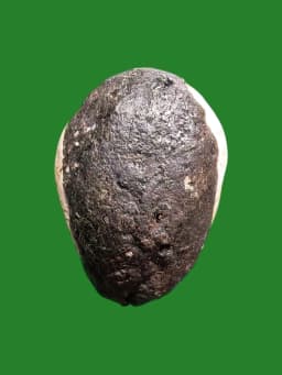 Bia Kae Chiwai Ud Chun Rong Amulet by Luang Pho Plod, Wat Hua Pa, Ranod, Songkhla — รูปที่ 3