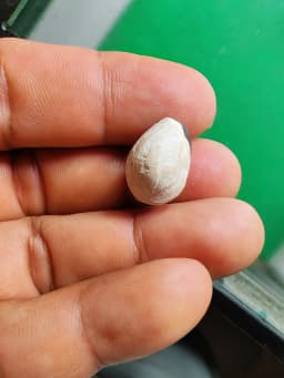 Bia Kae Chiwai Ud Chun Rong Amulet by Luang Pho Plod, Wat Hua Pa, Ranod, Songkhla — รูปที่ 4