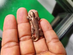 Gecko Tail Wag Herb Powder Luang Pu Hong 2548 — รูปที่ 3