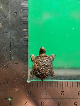Turtle Cast Luang Pho Lieo Wat Rai Taeng Thong 2536 Copper — รูปที่ 3