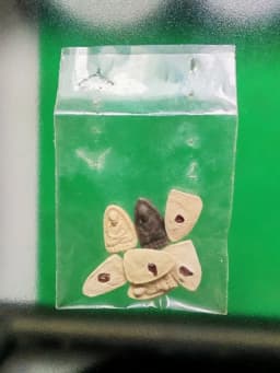 Luang Pu Tuad Chiao, back embedded with gem fragments, consecrated by Luang Pho Chamnian, Wat Tham Suea, Krabi — รูปที่ 4