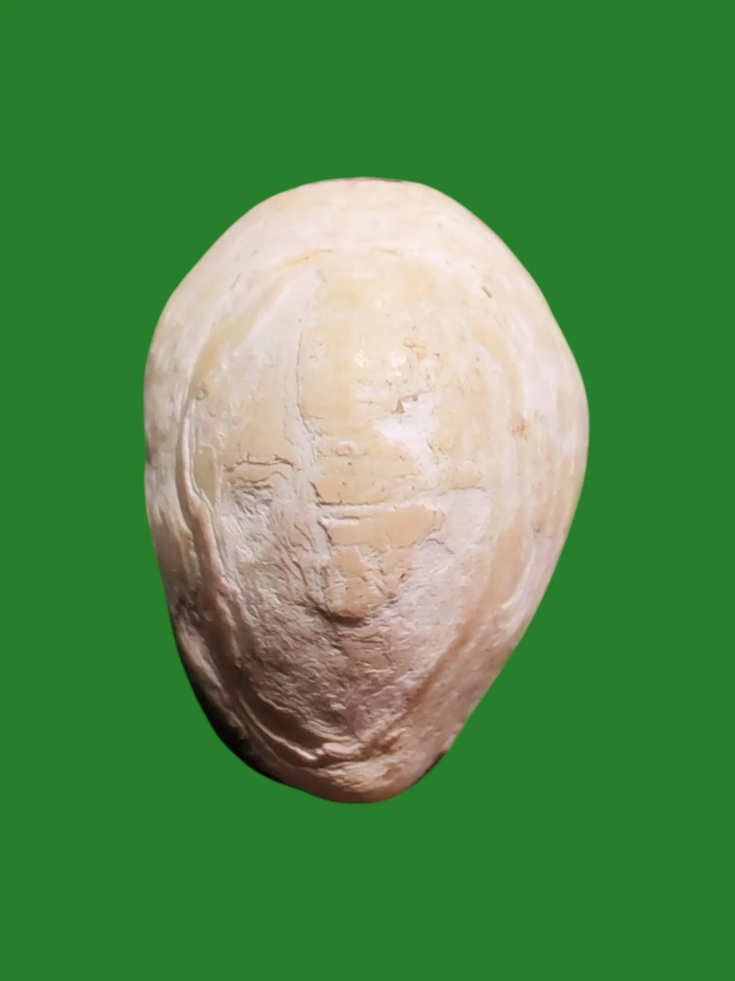 Bia Kae Chiwai Ud Chun Rong Amulet by Luang Pho Plod, Wat Hua Pa, Ranod, Songkhla
